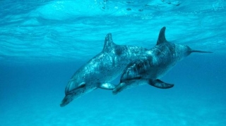 Delfines nariz de botella